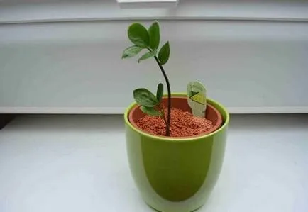 Zamioculcas reprodukciója levelek, ágak, dugványok (fotó)