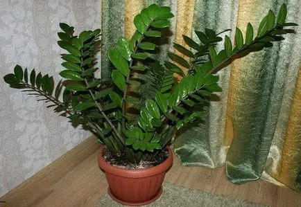 Zamioculcas reprodukciója levelek, ágak, dugványok (fotó)