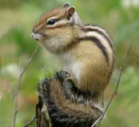 erdőterület