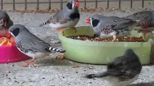 Zebra pinty karbantartás és gondozás otthon, takarmányozási rendszer és a diéta tippeket