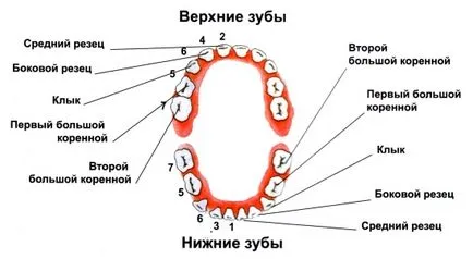 Fogazat - Encyclopedia fogászat (fogászati is) Fogazat - fogászat enciklopédia