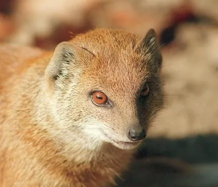 pet mongúz