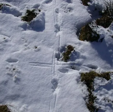 Nyúl, állat enciklopédia