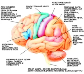 Ephippium agy leírás, függvények