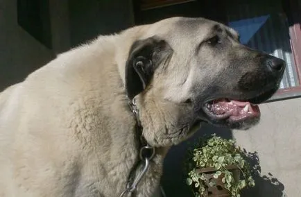 Török Kangal fajta leírás, fotók, természet videó