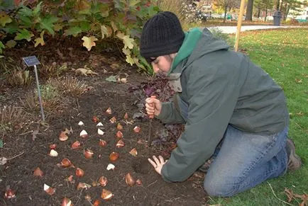 Tulipán - ha a növény izzók ősszel Szibériában és moszkvai régió, a boltban leszállás előtt, videó