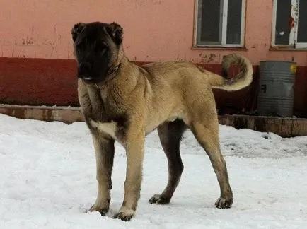 Török Kangal (farkaskutya) tenyészteni leírás, természet fotók (török) Török Kangal (farkaskutya) tenyészteni leírás, természetfotó