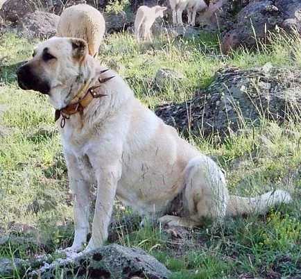Török Kangal (farkaskutya) tenyészteni leírás, természet fotók (török Kangal Török Kangal kölykök ára török Kangal) Török Kangal (farkaskutya) tenyészteni leírás, természetfotó