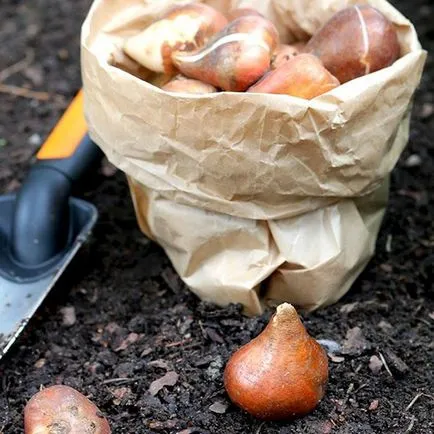 Tulipán - ha a növény izzók ősszel Szibériában és moszkvai régió, a boltban leszállás előtt, videó