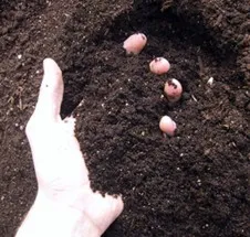6 tipp, hogy javítsa a készítmény a talajban fejlődő növények (összetétel) 6 tipp, hogy javítsa a készítmény a talajban fejlődő növények
