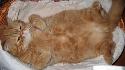4 A fő oka a előfordulása vér a vizeletben egy macska, betegségek kezelésére (cat) 4 A fő oka a előfordulása vér a vizeletben egy macska, olyan betegségek kezelésére,
