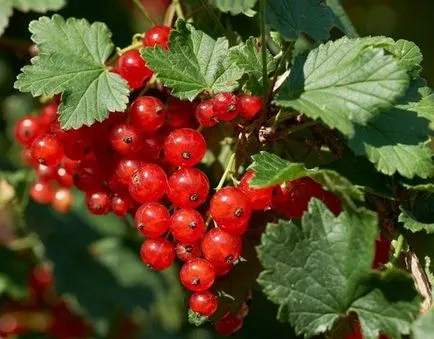 5 titkai rekordtermés ribizli - így