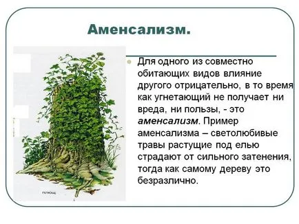 Amensalizm mi ez ru adhat példát amensalizma, a megrendelések nem tárgyaljuk Amensalizm mi ez ru adhat példát amensalizma, a megrendelések nem tárgyaljuk