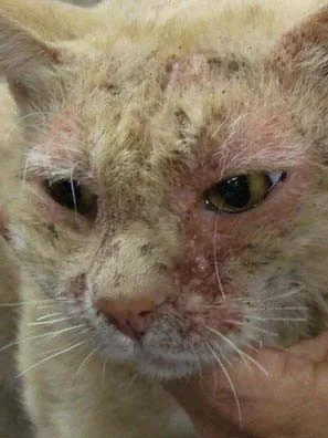 Atópiás dermatitis macskák, állatorvos