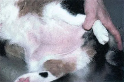 Atópiás dermatitis macskák, állatorvos