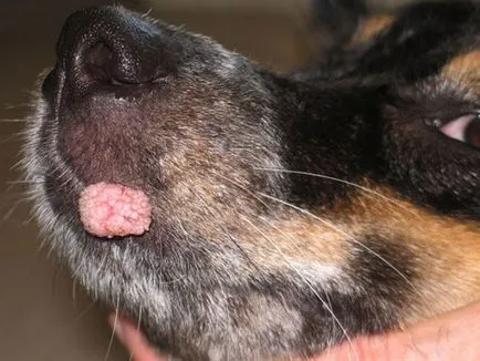 Szemölcsök a kutyák (a lábát, az arc, az ajak, fül) okozza, és mit kell tenni, minden a kutyák Szemölcsök a kutyák (a lábát, arc, ajak, fül) okozza, és mit kell tenni, minden a kutyák