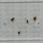 Mit kell hozni a bolhák otthonról fotók és videó tippeket, hogyan mérgezik a bolhák a lakásban otthon (home) Mit kell hozni a bolhák otthonról fotók és videó tippeket, hogyan mérgezik a bolhák egy lakásban otthon,