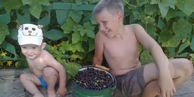 Fekete ribizli termesztése titkok (ribizli) Fekete ribizli termesztése titkok
