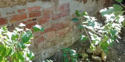 Fekete ribizli termesztése titkok (művelés) Fekete ribizli termesztése titkok