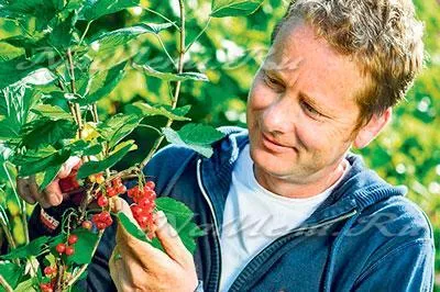 A folyamat ribiszke tavaszi kártevők és betegségek ellen (ribizli) A folyamat ribiszke fakadnak kártevők és betegségek