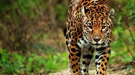 A gepárd eltér a leopárd és a jaguár, mi a különbség