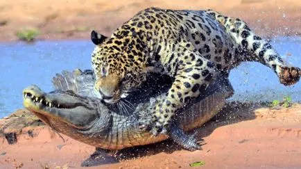 A gepárd eltér a leopárd és a jaguár, mi a különbség