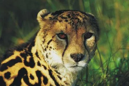 Mi más, mint a leopárd Guepard 2