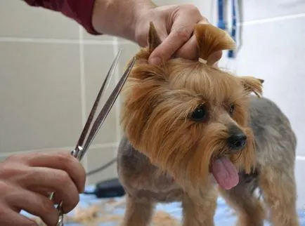 A vágási tippeket ápolás kutyák kutya otthon (cut) A vágási tippeket ápolás kutyák kutya otthon