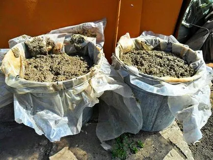 A szennyezési ribizli rugó (ribizli) A tavasz megtermékenyítő ribizli