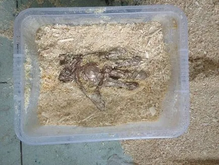 Hogyan tisztítsa meg a bronzérmet otthon