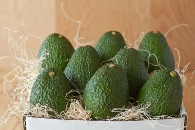 Mit kell enni, békák -, mint etetni az állatokat Mit kell enni, békák -, mint etetni az állatokat