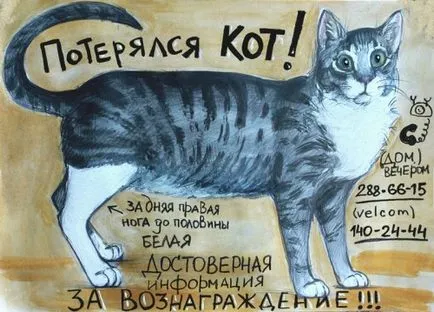 Mi a teendő, ha elveszett macska kézi műveletek különböző helyzetekben