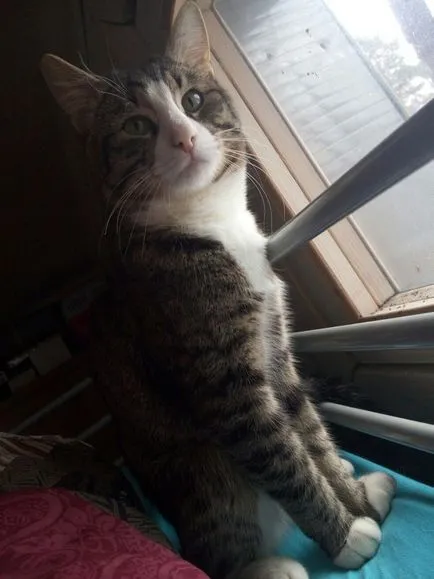 Mi van, ha az elveszett kisállat macska