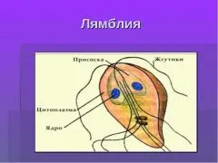Mi giardia és hogyan bánnak a tüneteket és a megelőző intézkedések (tünetek) Mi giardia és hogyan kell kezelni a tüneteket, és a megelőző intézkedések