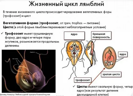 Mi giardia okozó, hogyan kell kezelni, milyen hatással Mi giardia okozó, hogyan kell kezelni, milyen hatással