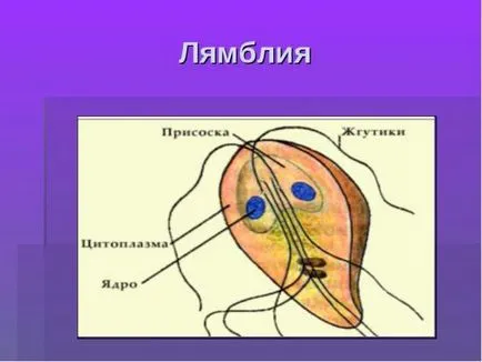 Mi giardia és hogyan bánnak a tüneteket és a megelőző intézkedések (tünetek) Mi giardia és hogyan kell kezelni a tüneteket, és a megelőző intézkedések