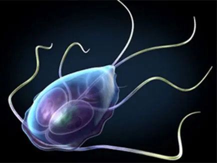 Mi giardia okozó, hogyan kell kezelni, milyen hatással (Giardia) Mi giardia okozó, hogyan kell kezelni, milyen hatással