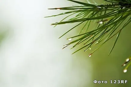 Mi a harmat, és hogyan alakult Mi a harmat, és hogyan alakult