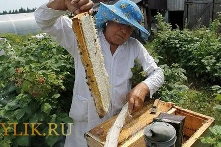 Mi a rajzó méhek és hogyan küzdjünk ellene, és az értéke a megelőzés (rajzás) Mi a rajzó méhek és hogyan küzdjünk ellene és értékét a megelőzés