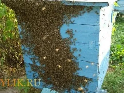 Mi a rajzó méhek és hogyan küzdjünk ellene és értékét a megelőzés Mi a rajzó méhek és hogyan küzdjünk ellene és értékét a megelőzés