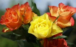 Flower Rose leírás, történelem