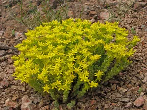 Stonecrop Flower Photo, különösen ültetés és gondoskodó növények, szedum fajták (főként) Stonecrop Flower Photo, különösen ültetés és gondozó növények, Sedum fajok