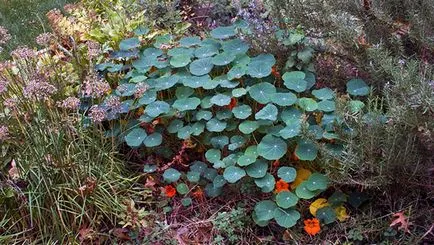 Sarkantyúvirág virág - ültetés és gondozás; fotó sarkantyúvirág, nasturtiums növekszik, tulajdonságai; böjtfű