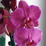 Orchideák rothadás a gyökerek, hogy mit kell csinálni lépésről lépésre
