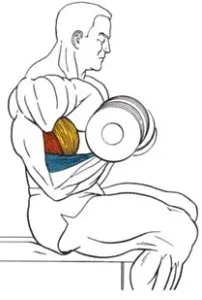 bicepsz gyakorlatokat otthon és az edzőteremben (tornaterem) bicepsz gyakorlatokat otthon és az edzőteremben