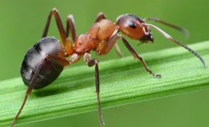 Ant harapás tünetei, kezelése, népi jogorvoslat, mi haszna (népi) Ant harapás tünetei, kezelése, népi jogorvoslat, mi haszna