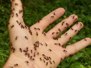 Ant harapás tünetei, kezelése, népi jogorvoslat, mi haszna (kezelés) Ant harapás tünetei, kezelése, népi jogorvoslat, mi haszna
