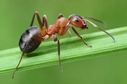 Ant harapás tünetei, kezelése, használata, népi jogorvoslati (harapás) Ant harapás tünetei, kezelése, használata, népi jogorvoslati