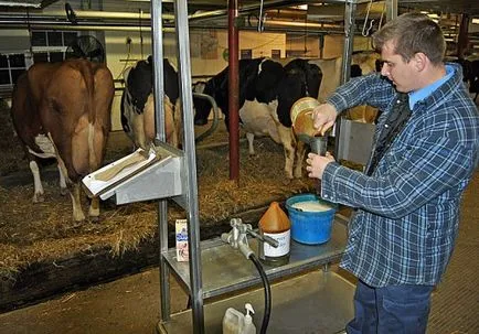 A tehénmasztitisz, mint a gyógyítás, az antibiotikumok, gyógyszerek, kenőcsök