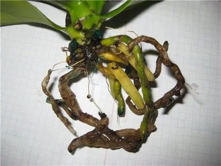 Orchideák rothadás a gyökerek, hogy mit kell csinálni lépésről lépésre